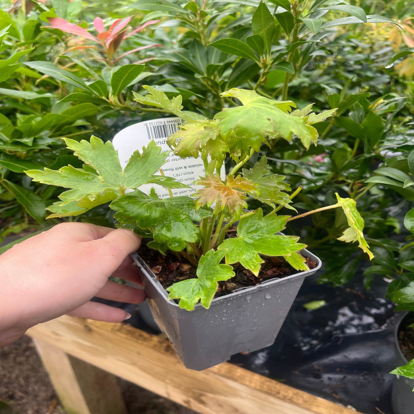 Delphinium 'Magic Fountain White' 9cm/1.5L/3L
