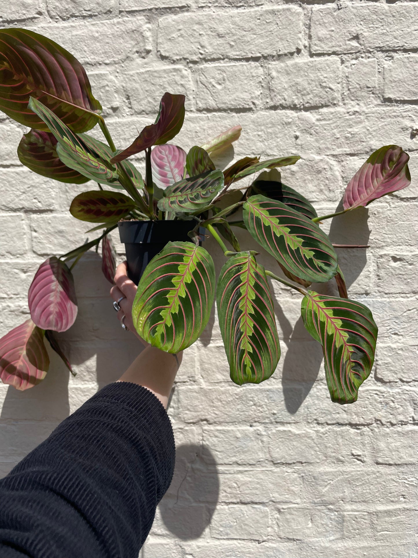 Maranta leuconeura 'Fascinator'