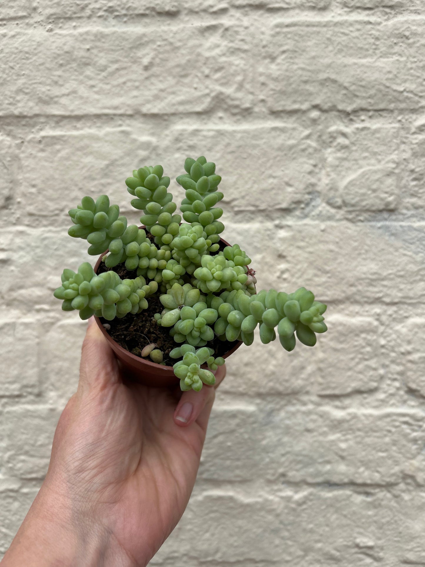 Sedum morganianum 'Burrito'  (Donkey Tail)