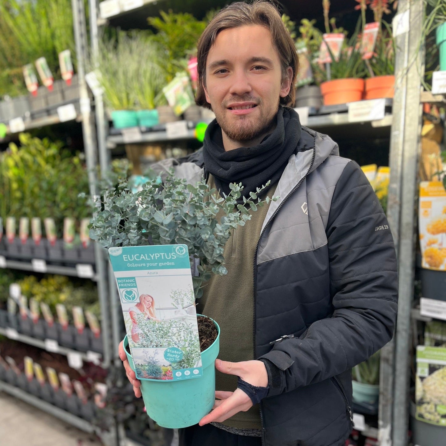 Eucalyptus gunnii Azura (2L Pot)