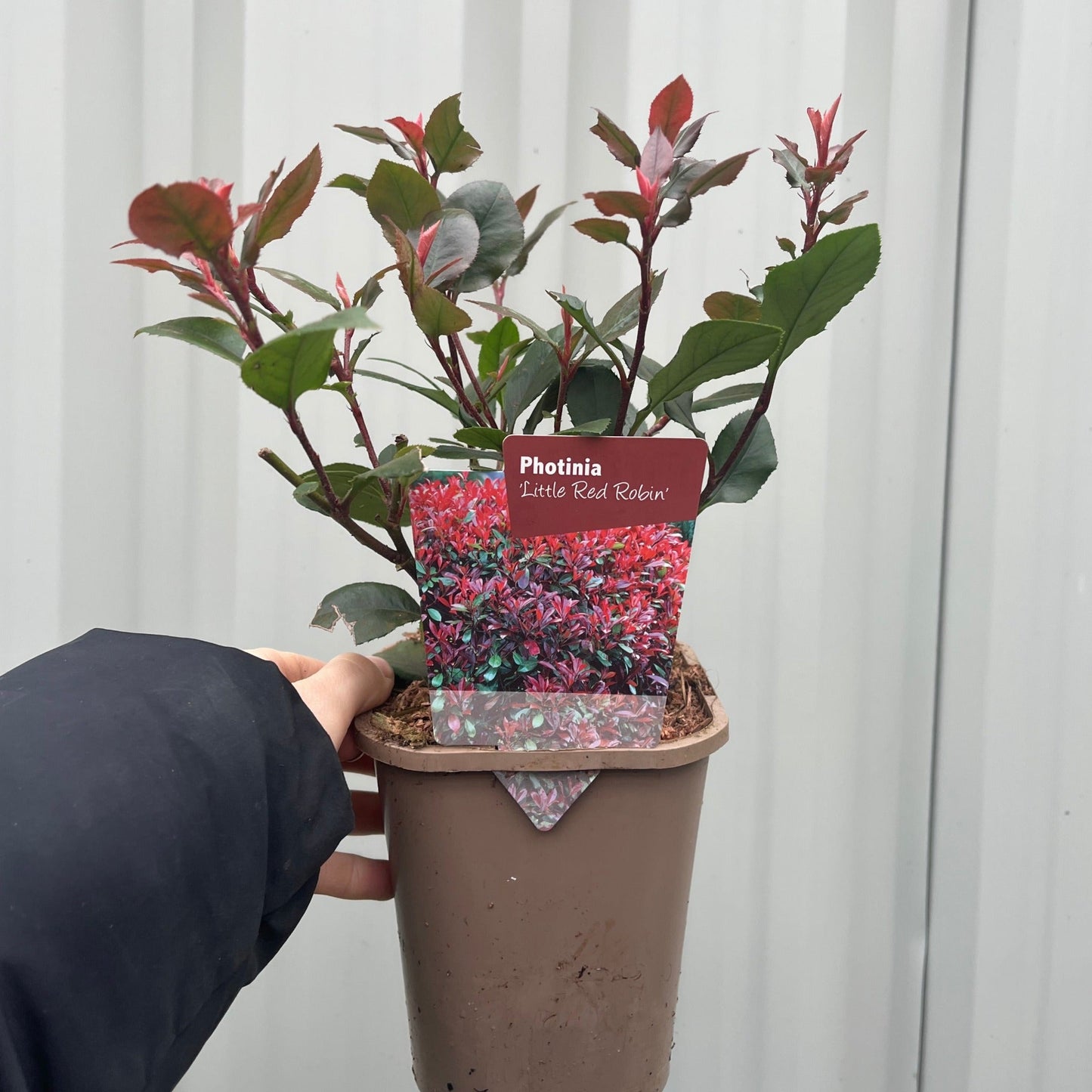 Photinia 'Little Red Robin' 9cm -  5L