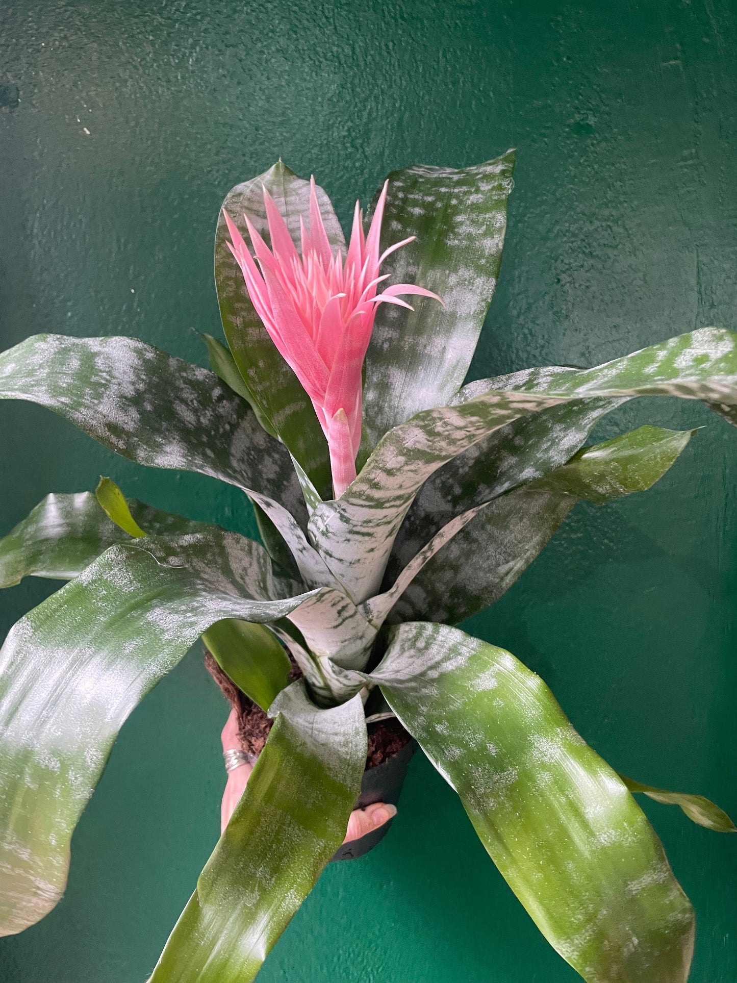 Aechmea fasciata 'Primera' (Urn Plant)