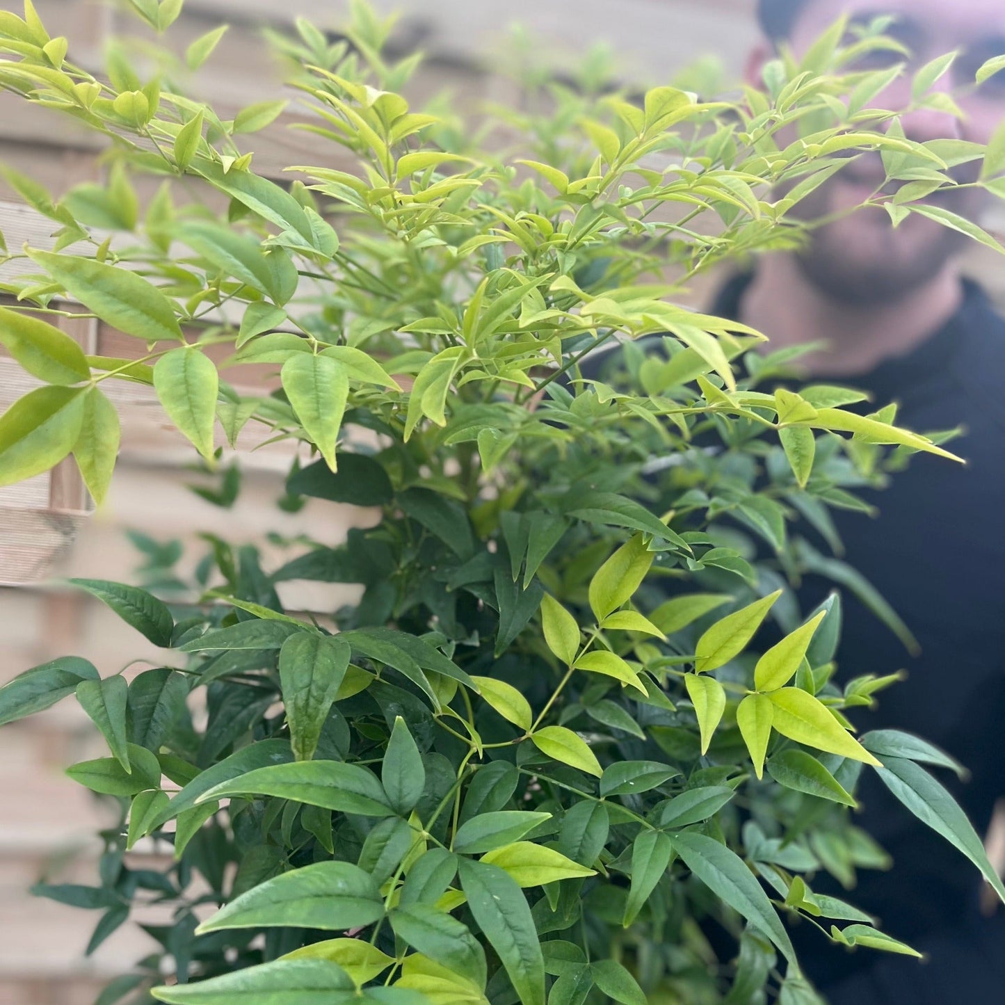 Nandina domestica 'Lemon and Lime' 9cm/2L/10L