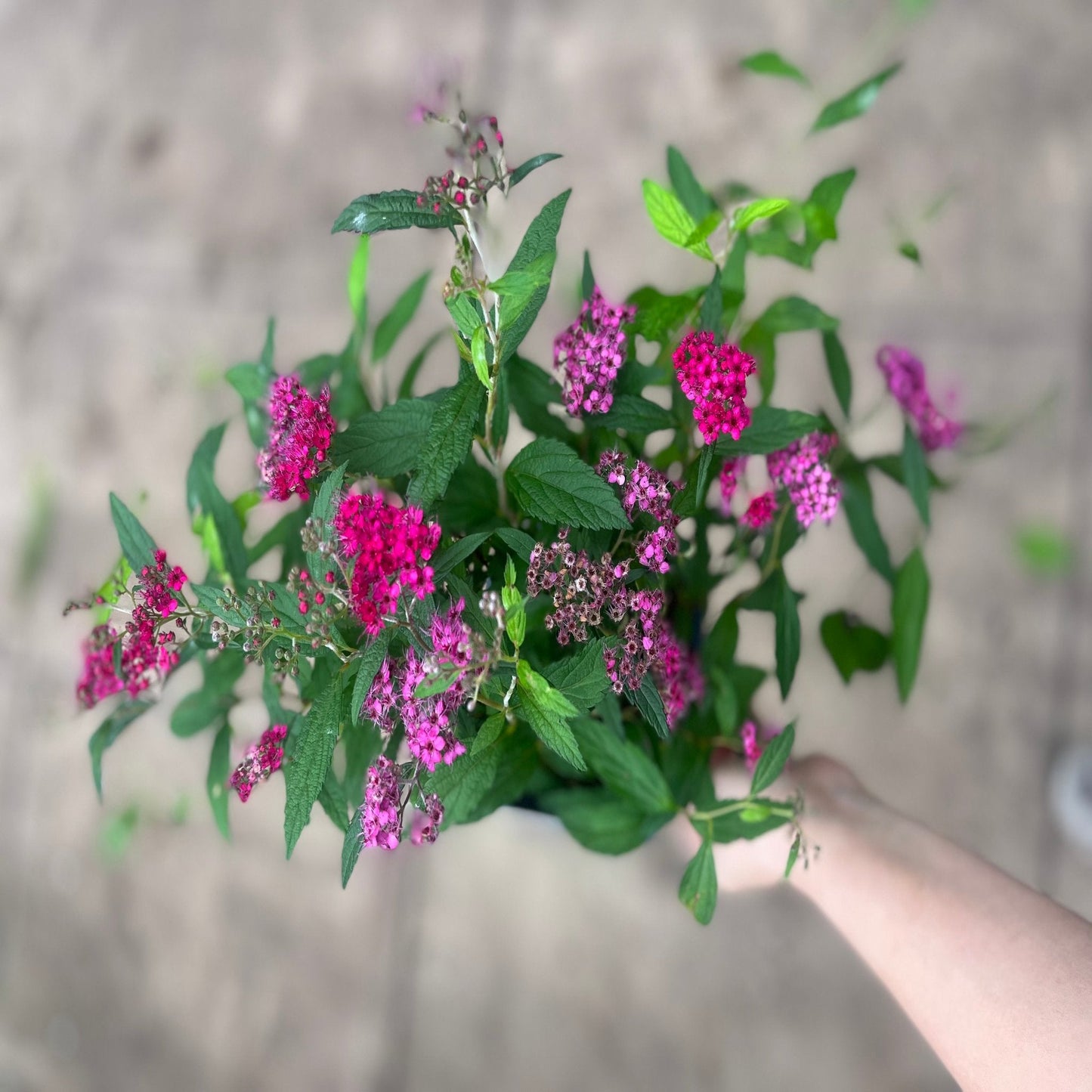 Spiraea japonica 'Anthony Waterer' 2L