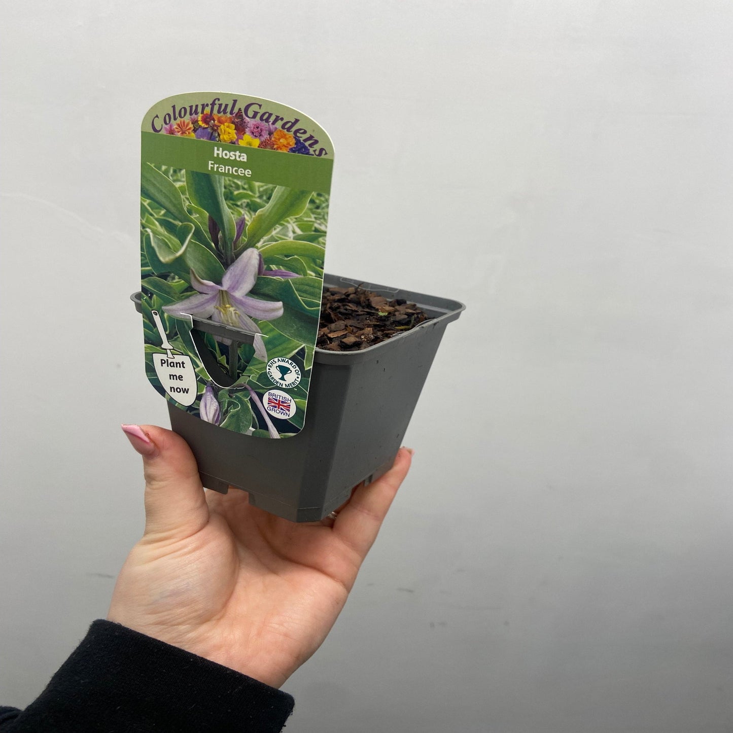 Hosta 'Francee' (fortunei) 9cm/2L