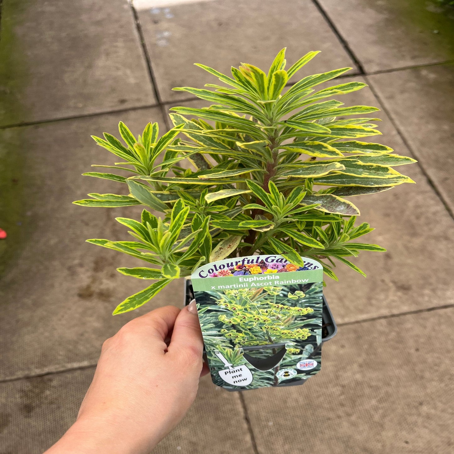 Euphorbia x martinii 'Ascot Rainbow' 9cm/1.5/2L