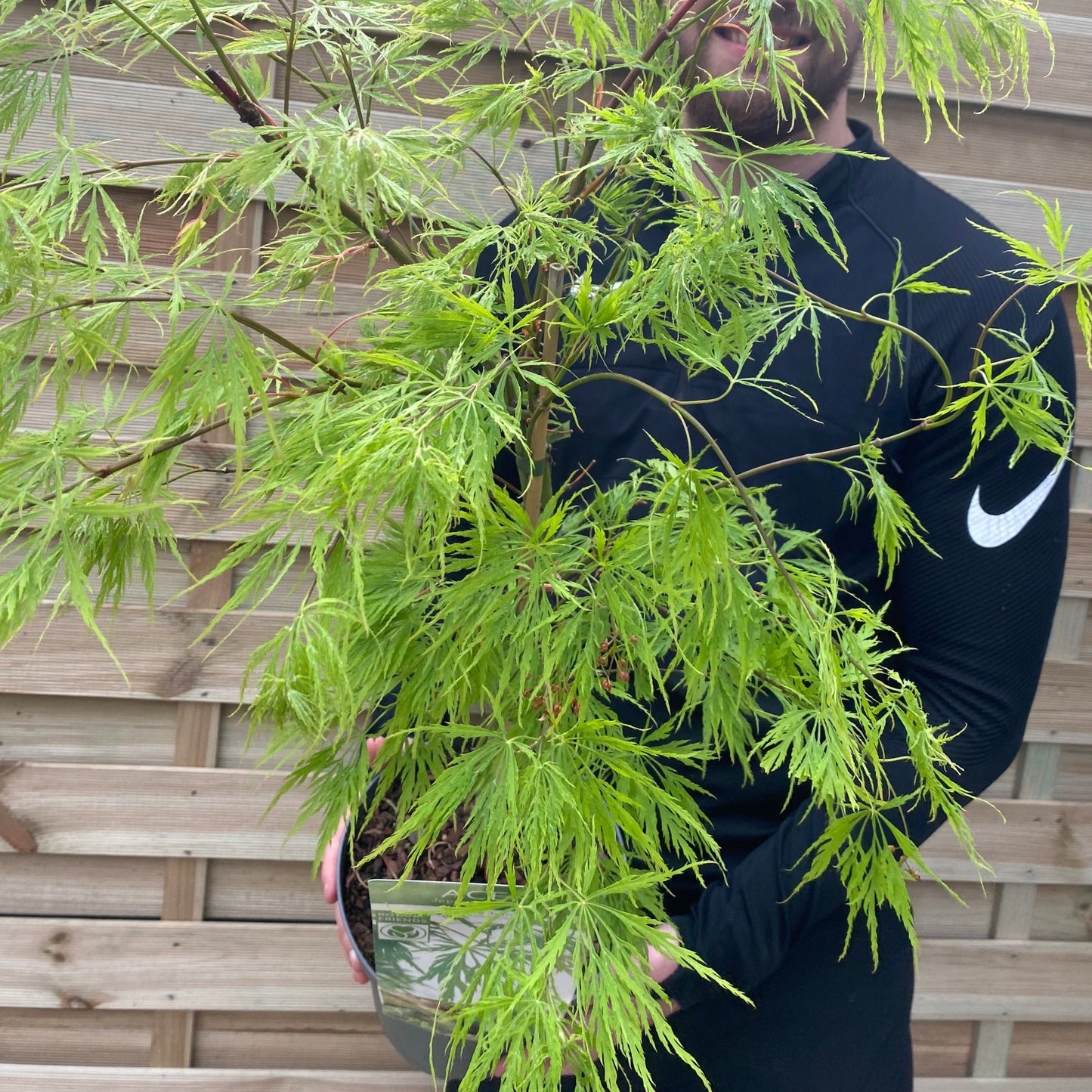 Acer palmatum Dissectum 3L / 10L / 130L