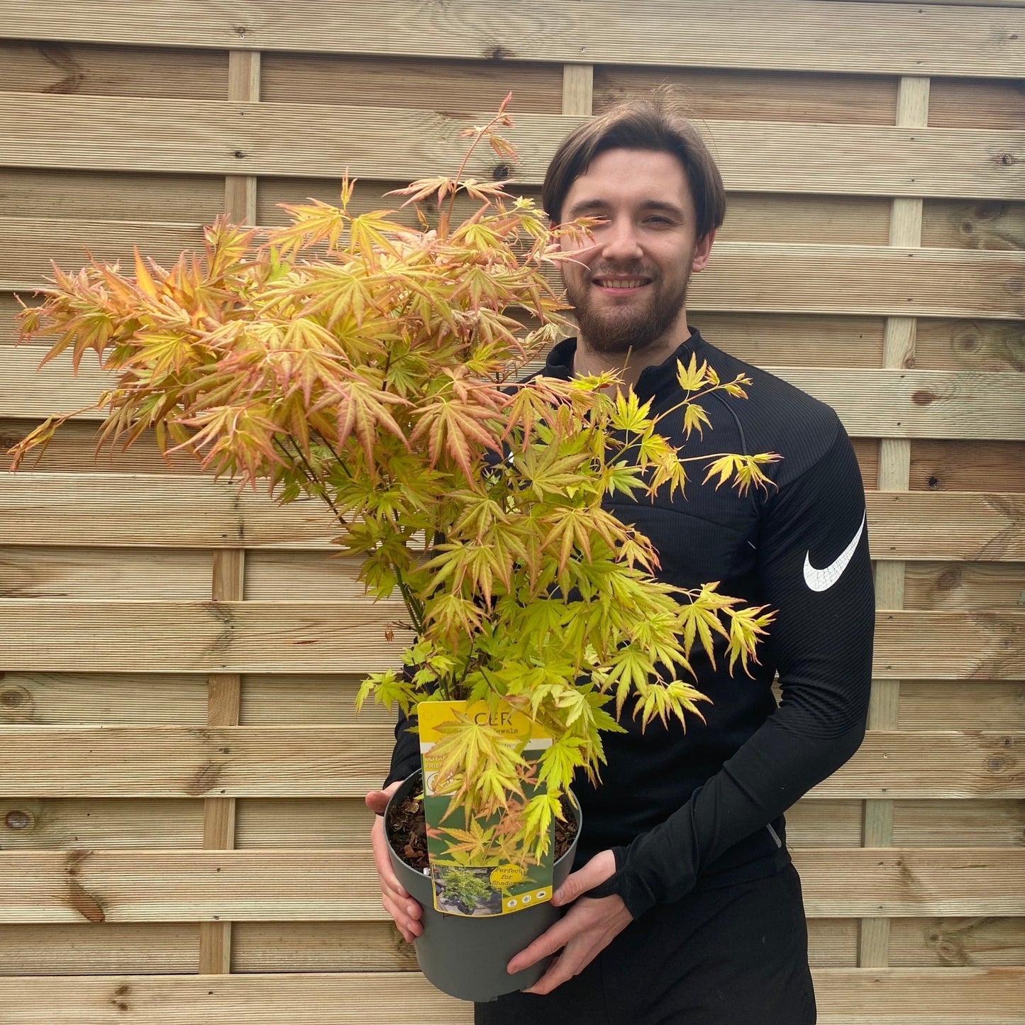 Acer palmatum 'Orange Dream' 10.5cm / 2L / 3L / 10L / 20L
