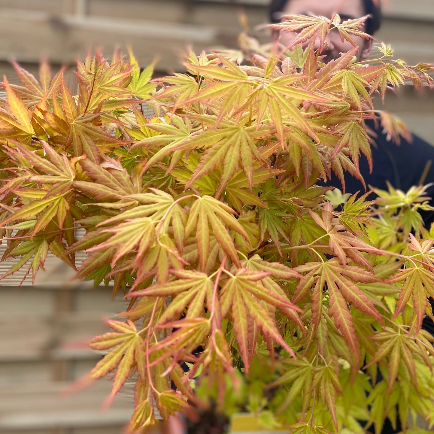 Acer palmatum 'Orange Dream' 10.5cm / 2L / 3L / 10L / 20L