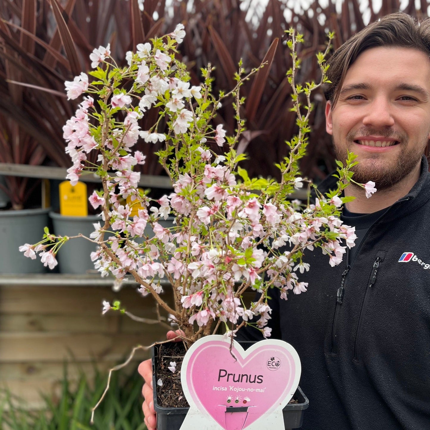 Prunus Flowering Cherry Blossom Shrub - Incisa 'KOJOU-NO-MAI' 9cm / 2L / 4L