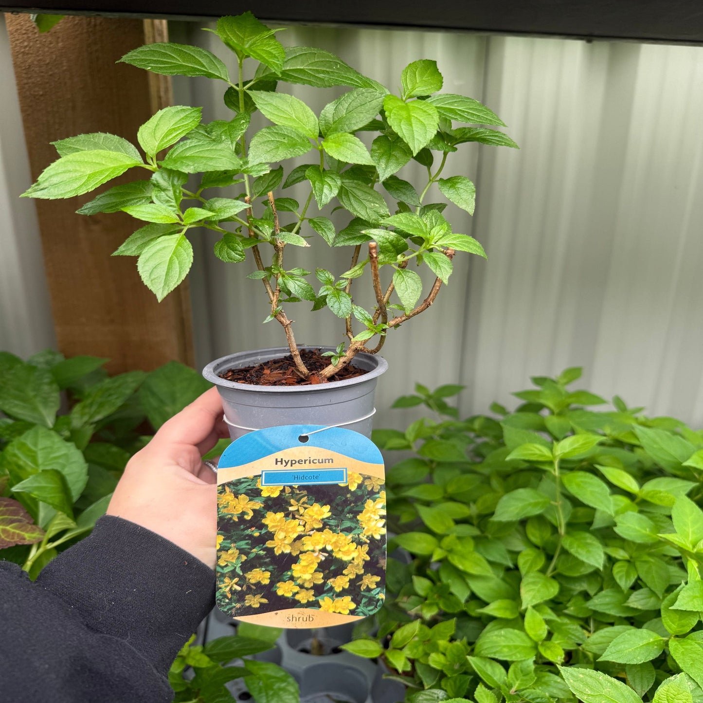 Hypericum Hidcote' 9cm / 3.5L