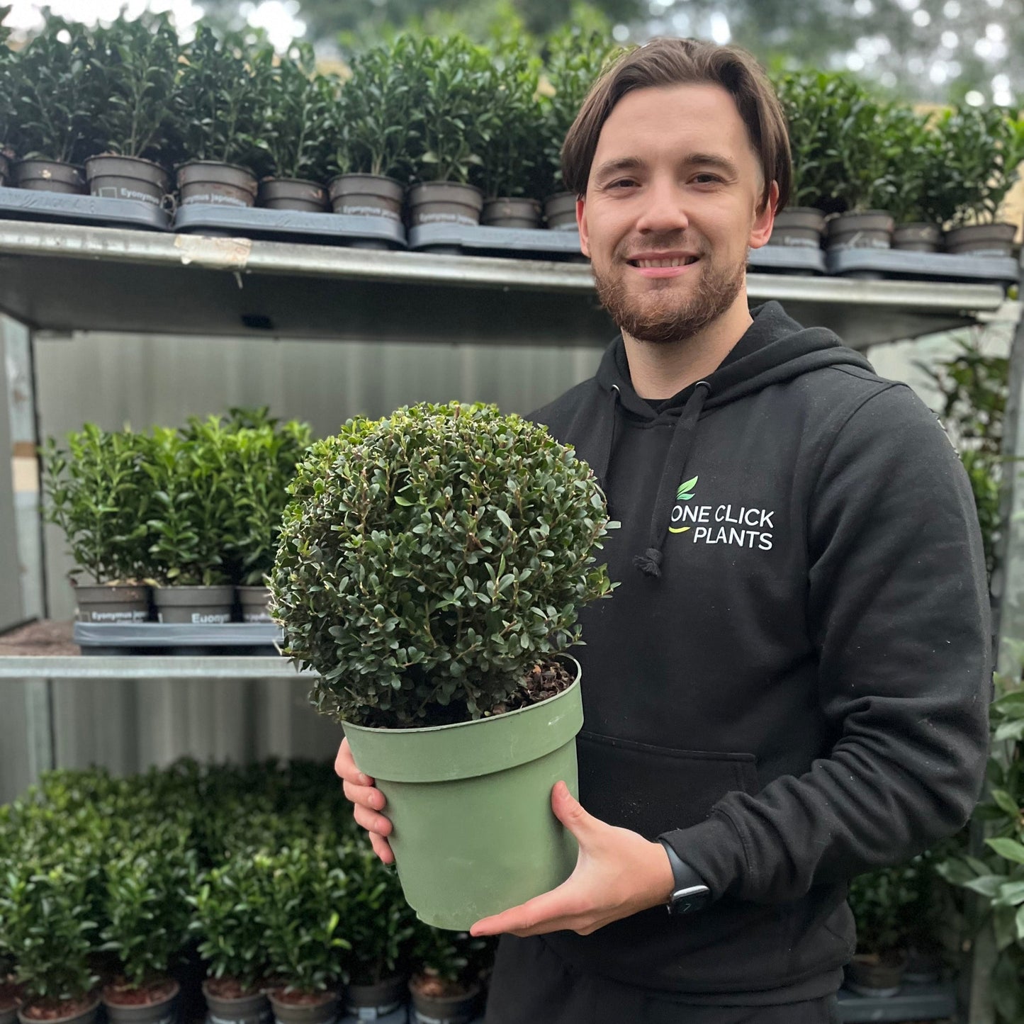 Ilex crenata 'Jenny' Ball