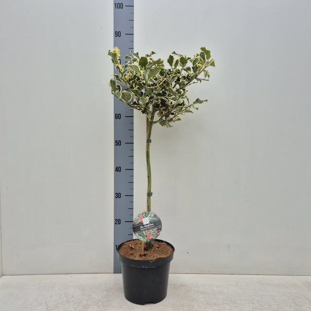 Standard Holly Tree | Ilex aquifolium 'Argentea Marginata' | 50-60cm, 80-90cm
