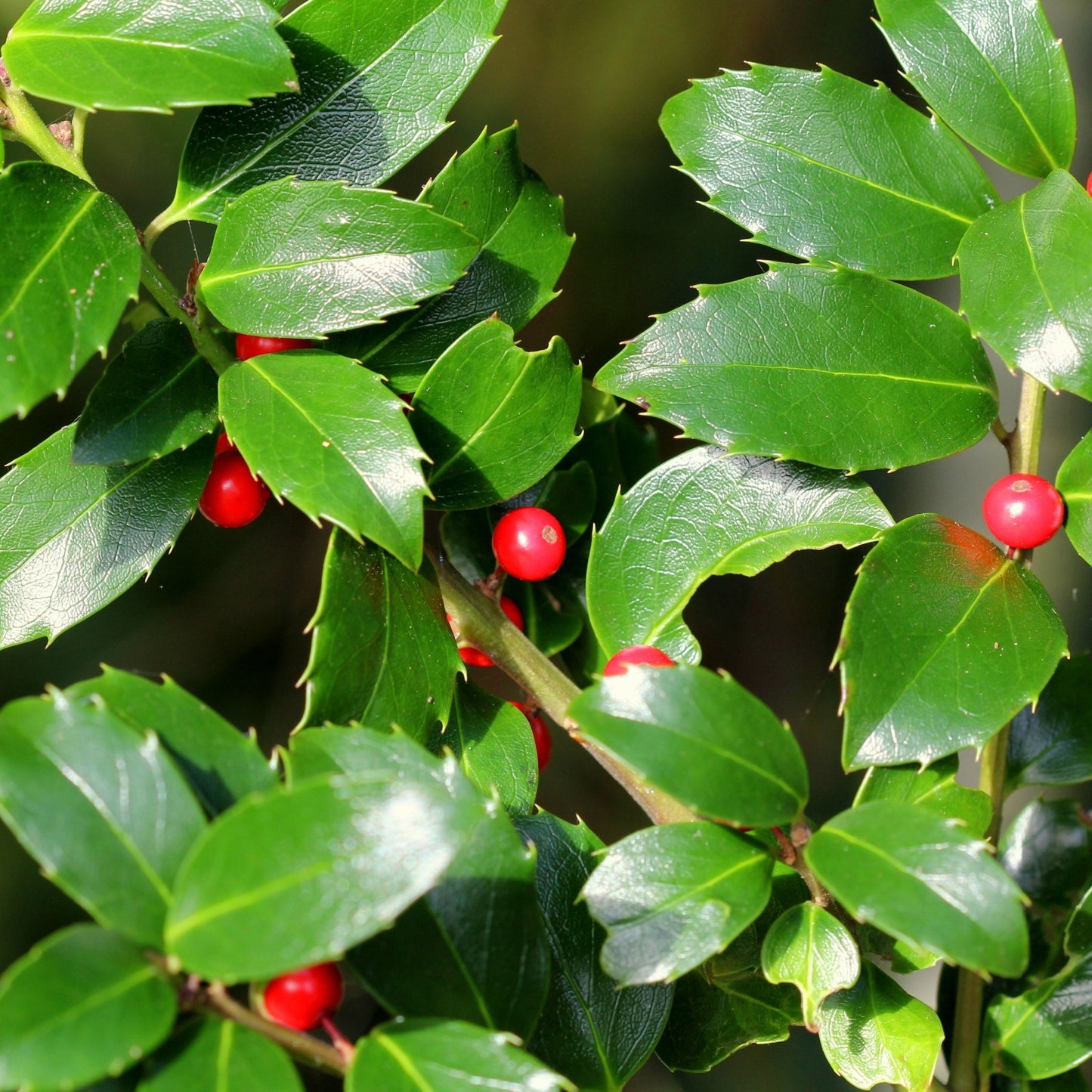 Standard Holly Tree | Ilex meserveae 'Blue Maid' | 50-60cm, 80-90cm