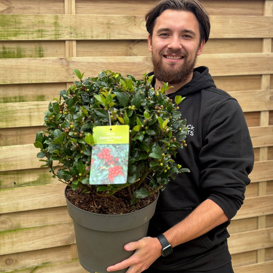 Ilex merserveae 'Blue Maid' Ball 10L (35-40cm diameter)