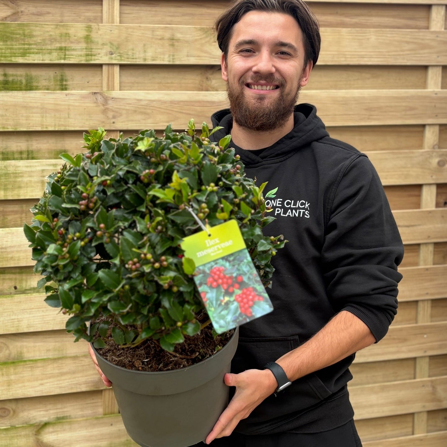 Ilex merserveae 'Blue Maid' Ball 10L (35-40cm diameter)