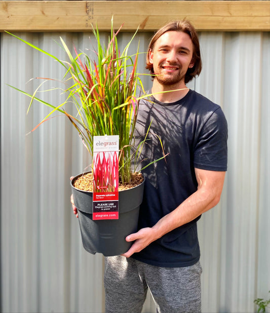 Imperata cylindrica Red Baron (Japanese Blood Grass) 9cm/2L/3L/7.5L