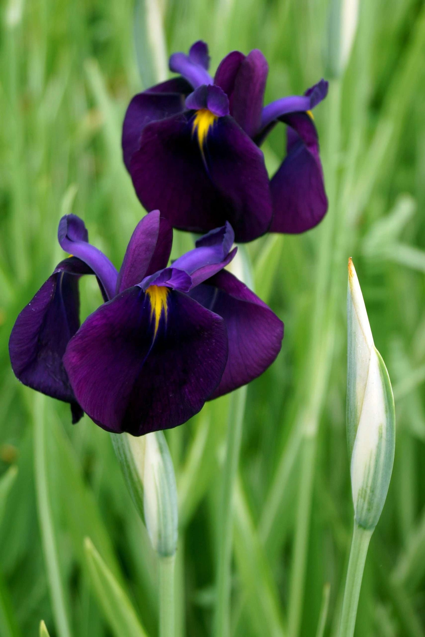 Iris ensata ‘Variegata’