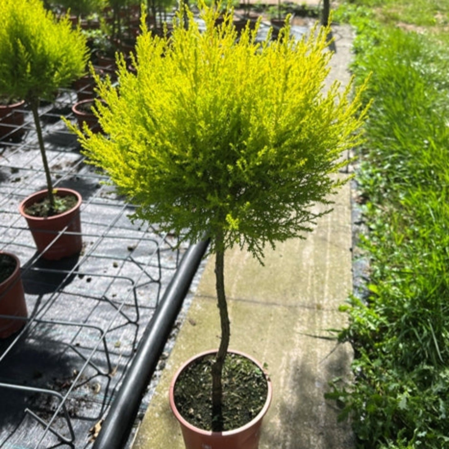 Cupressus Conifer Lollipop 100cm