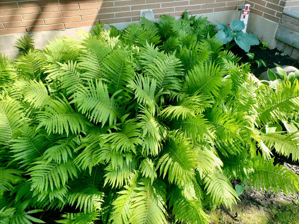 Matteuccia struthiopteris - ostrich fern
