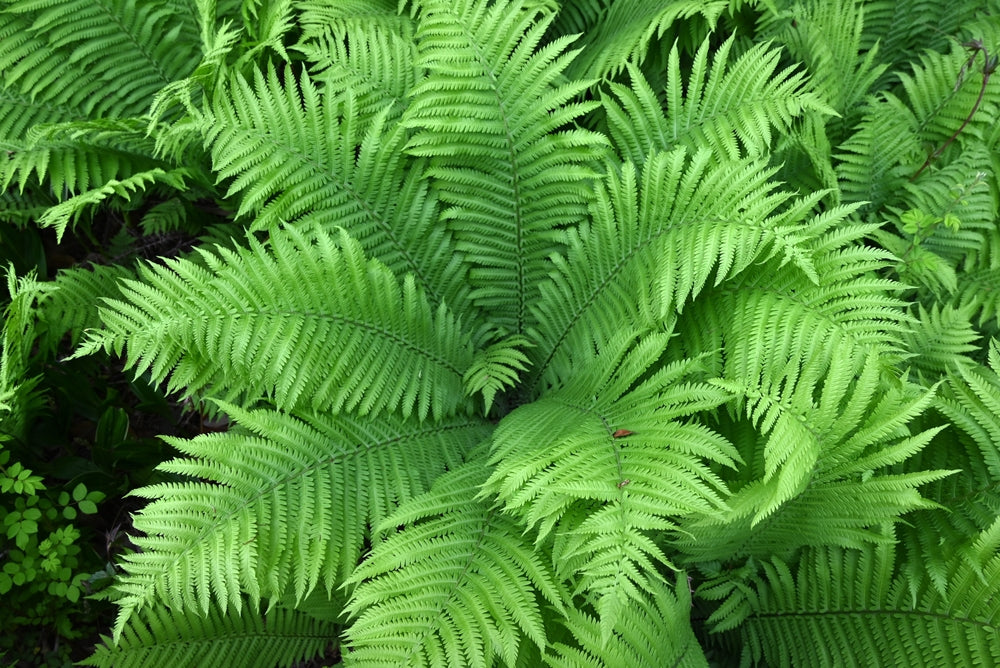 Matteuccia struthiopteris - ostrich fern