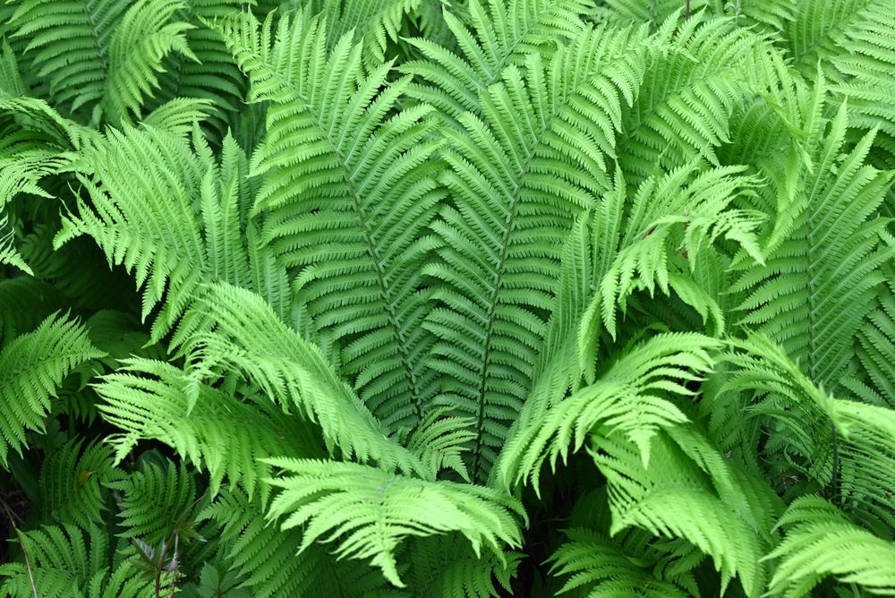Matteuccia struthiopteris - ostrich fern