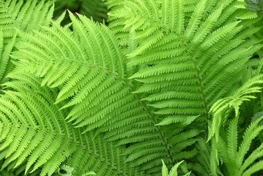 Matteuccia struthiopteris - ostrich fern