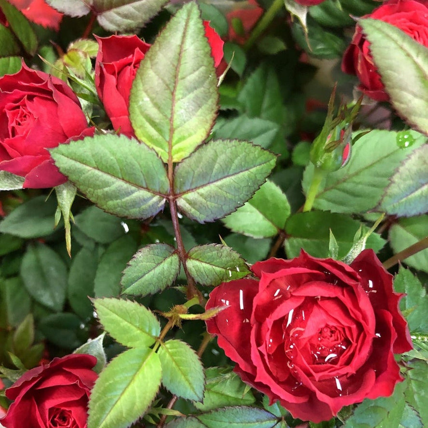 Mother's Day Rose | Florabunda 4L Potted Rose