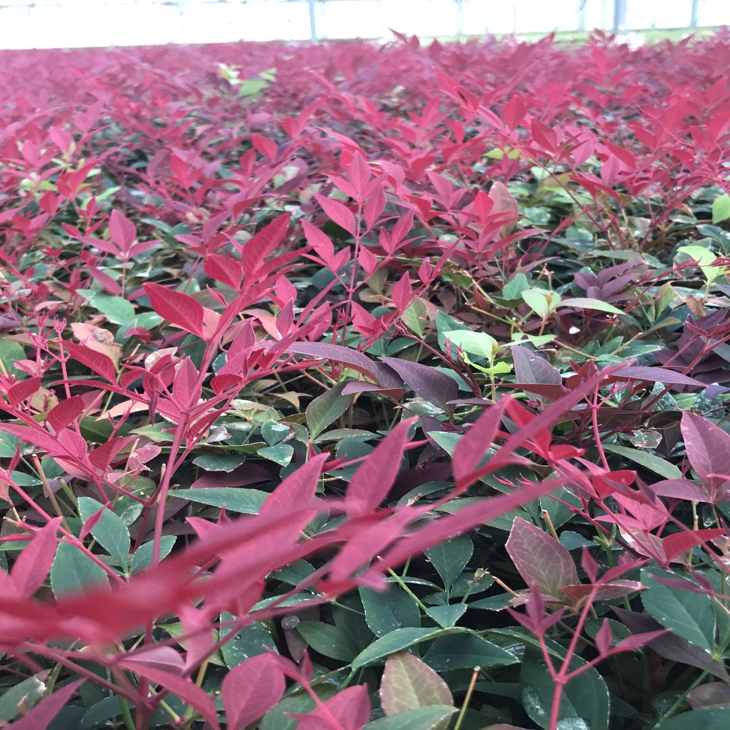Nandina domestica 'Obsessed' 9cm / 3L / 10: