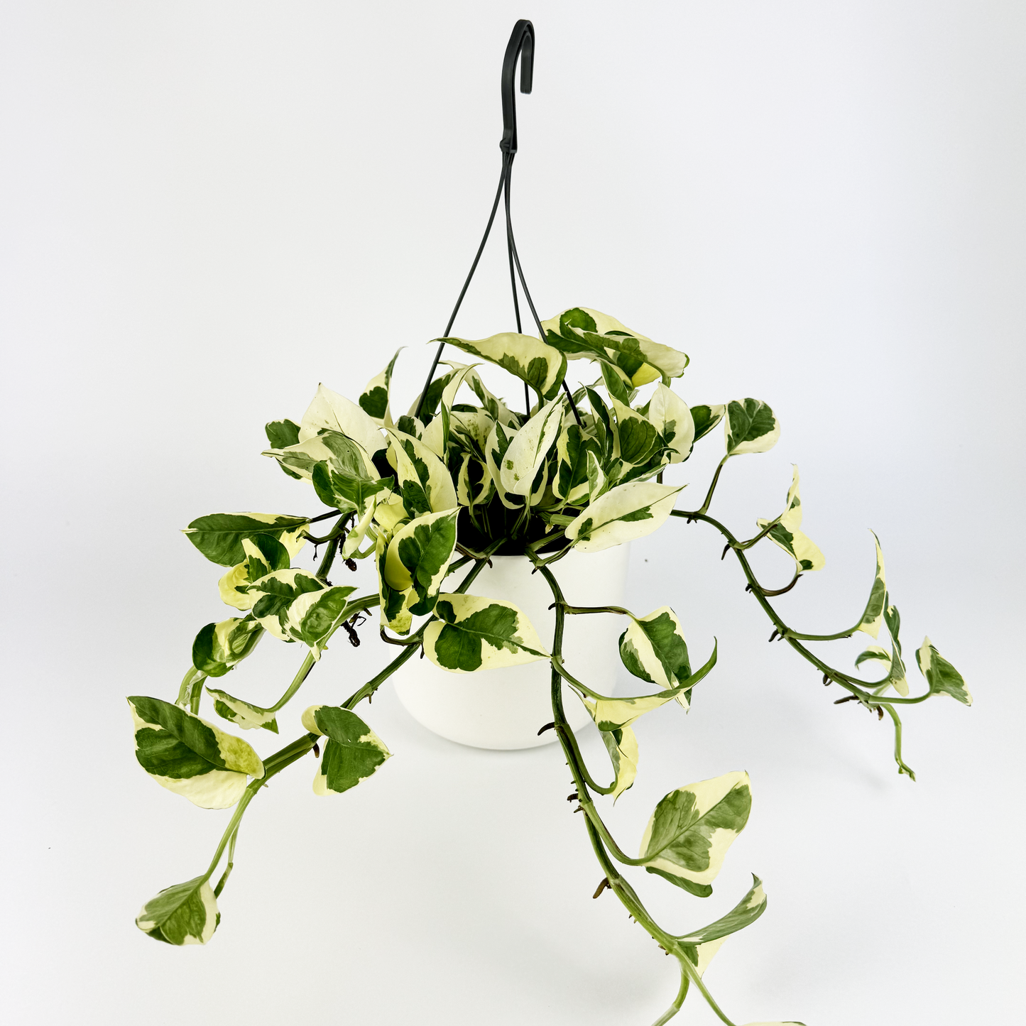 Pothos Njoy Indoor Houseplant