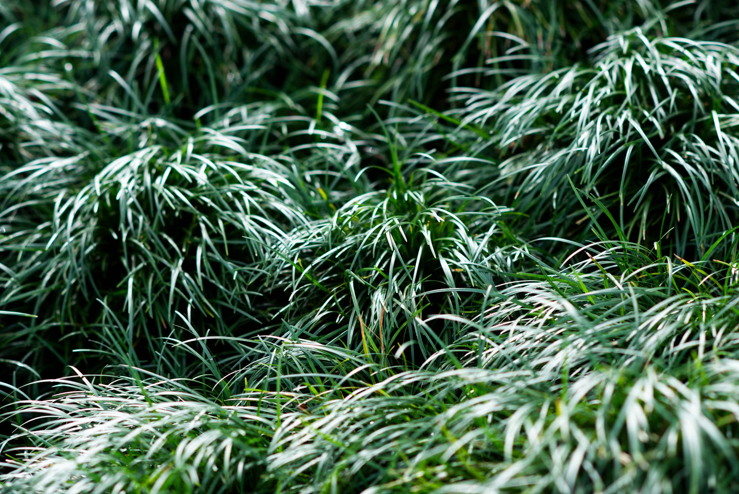 Ophiopogon Japonicus