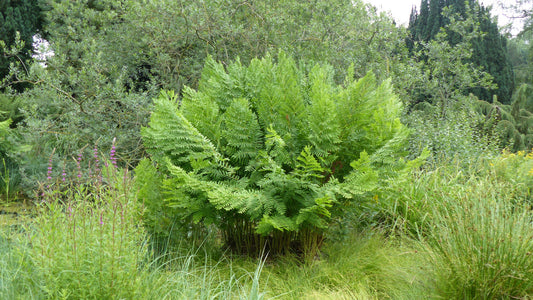 Osmunda regalis - Royal Fern