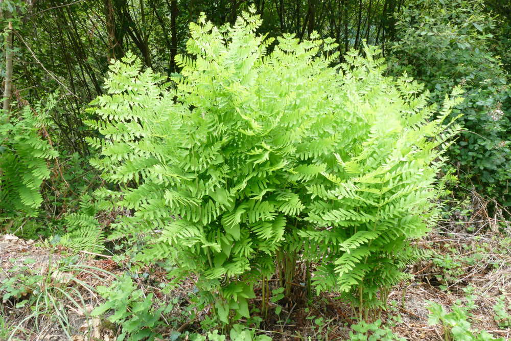 Osmunda regalis - Royal Fern