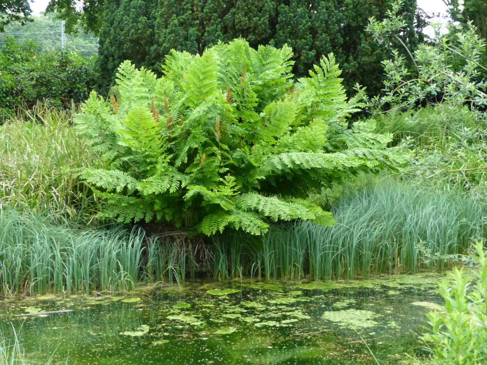 Osmunda regalis - Royal Fern