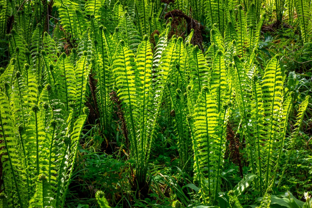 Osmunda regalis - Royal Fern