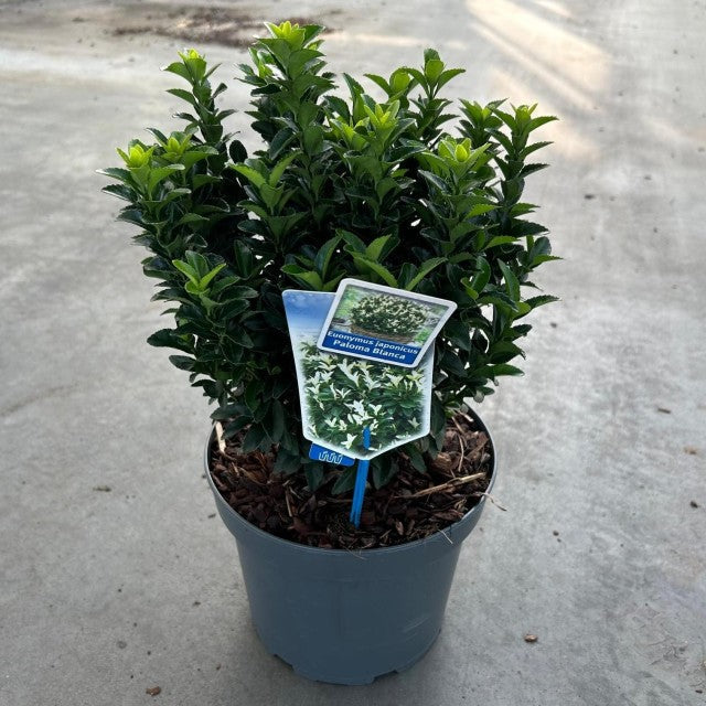 Euonymus fortunei 'Paloma Blanca' 9cm/1.5L/2L/5L