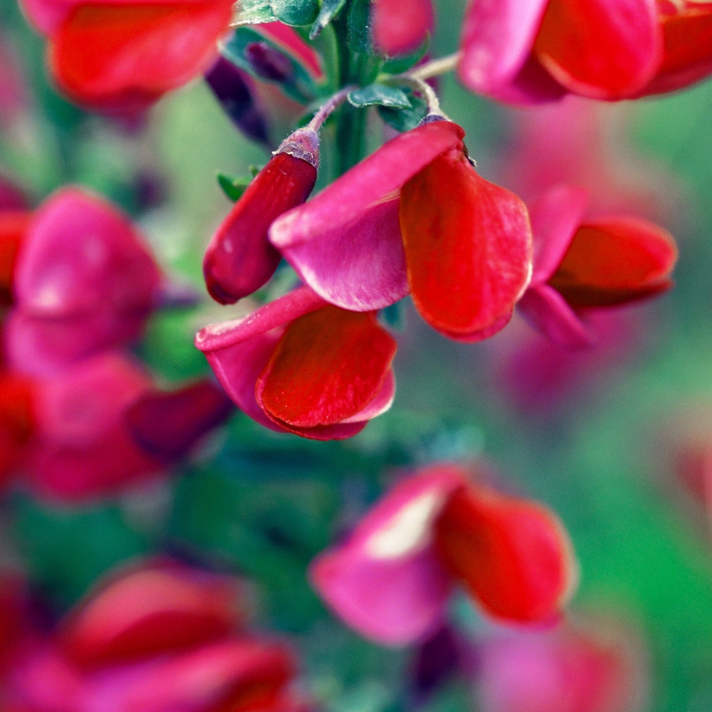 Cytisus x boskoopii 'Boskoop Ruby' 2L