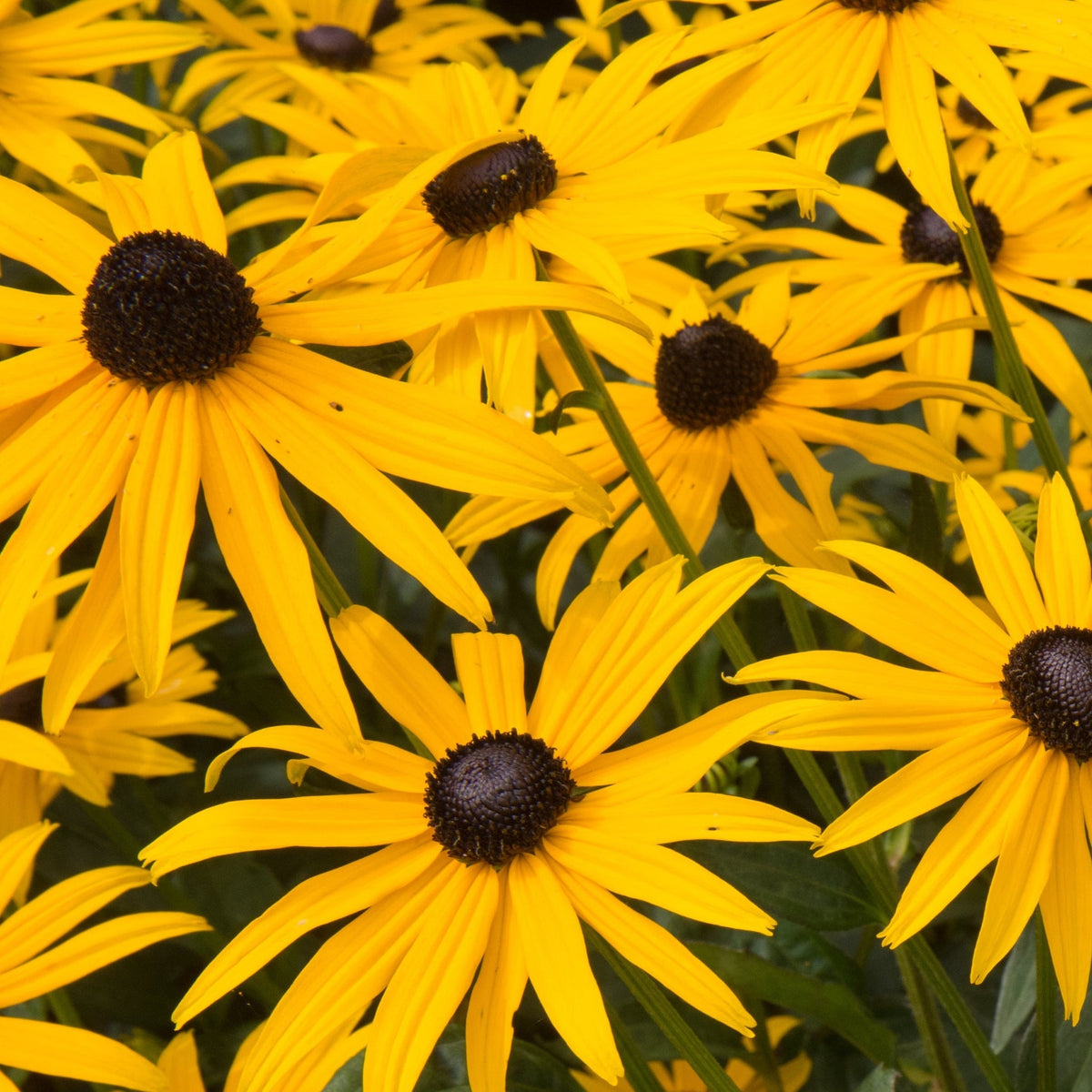 Rudbeckia fulgida Goldstrum 9cm-2L