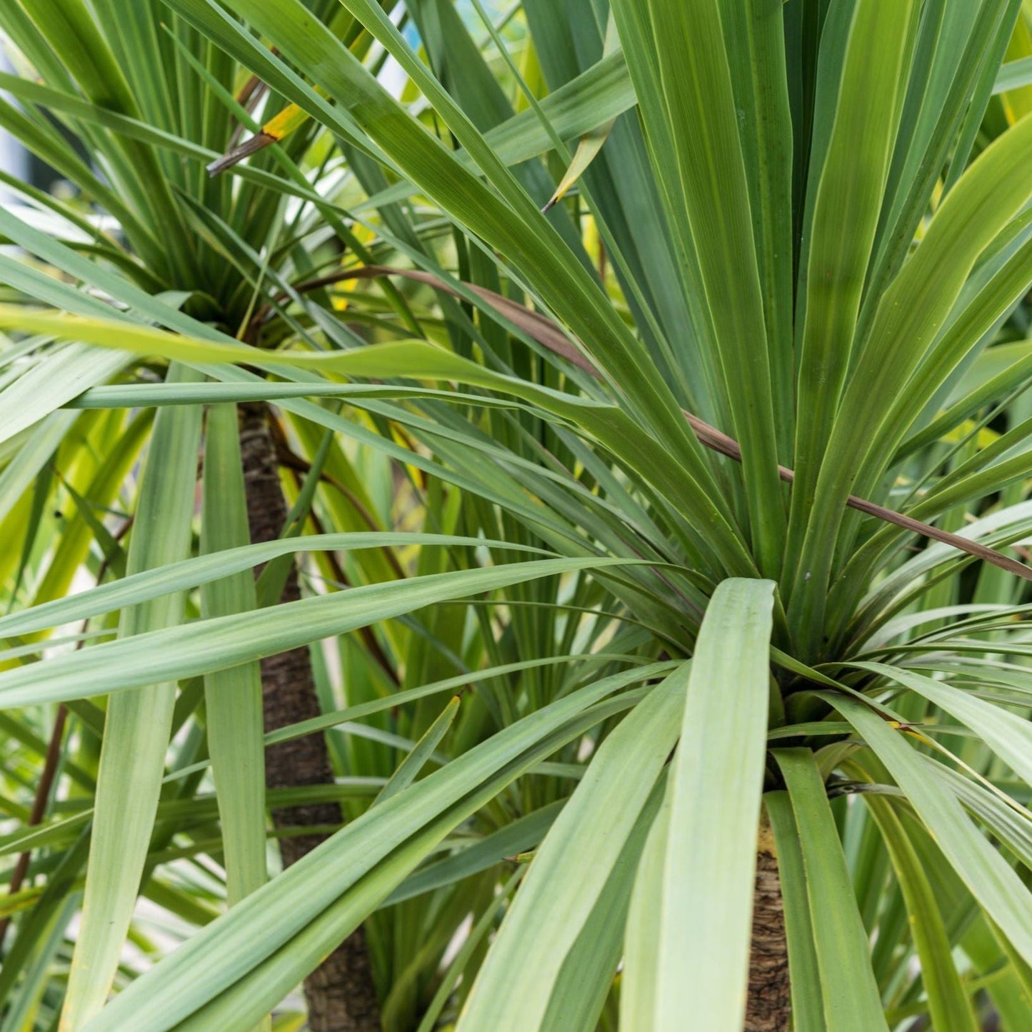 cordyline.jpg