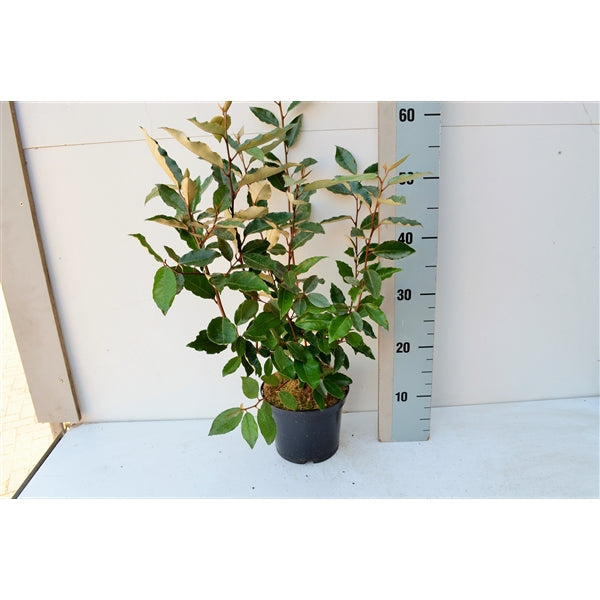 Elaeagnus.jpg