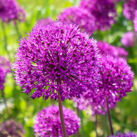 Allium 'Ambassador' 2L