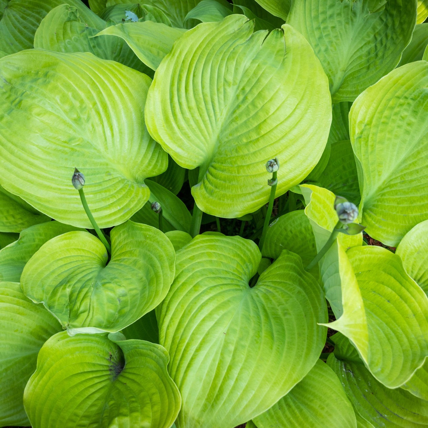 Hosta 'Sum and Substance' 9cm/2L