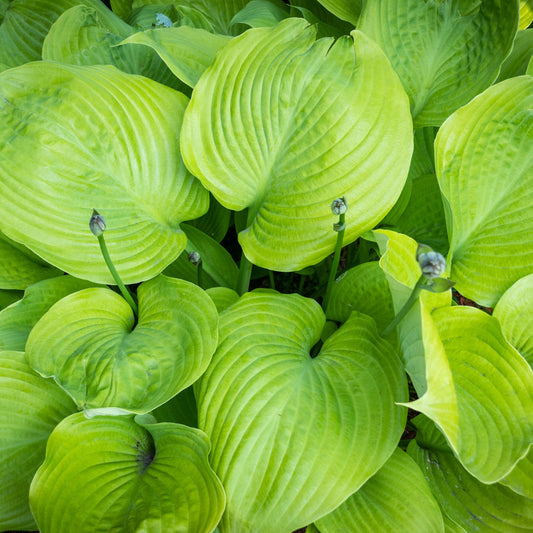Hosta 'Sum and Substance' 9cm/2L