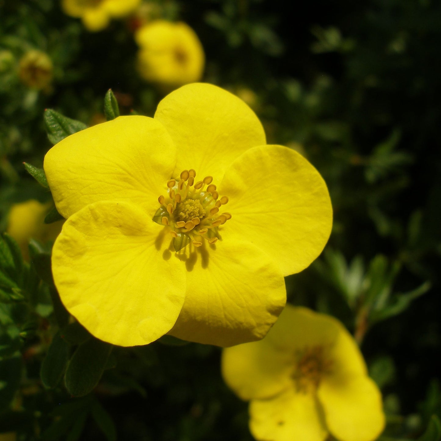 Potentilla fruticosa 'Kobold' 2L