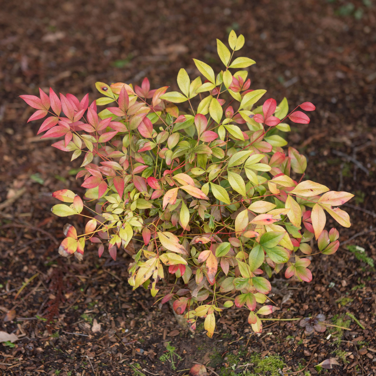 Nandina domestica 'Obsessed' 9cm / 3L / 10: