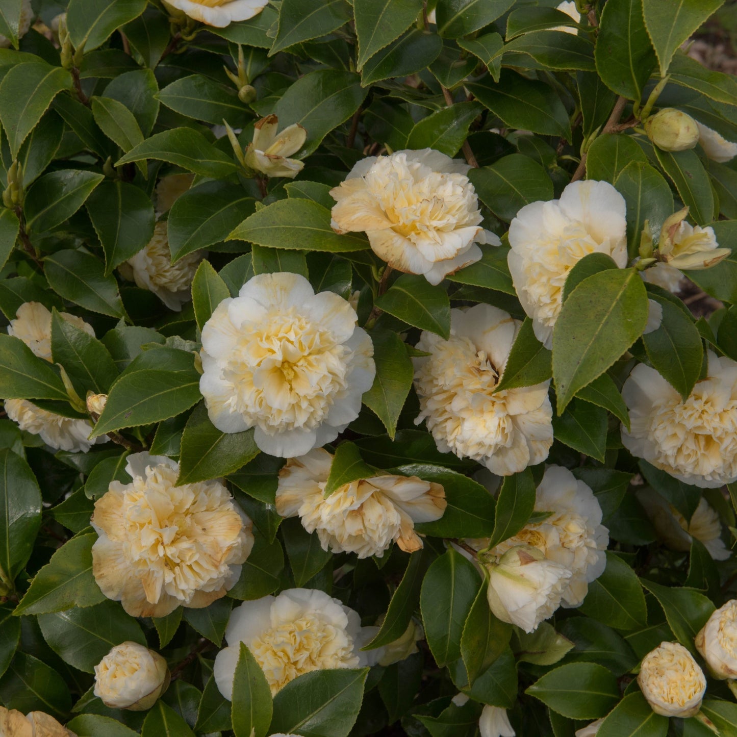 Camellia 'Brushfield's Yellow' 9cm, 20-30cm height