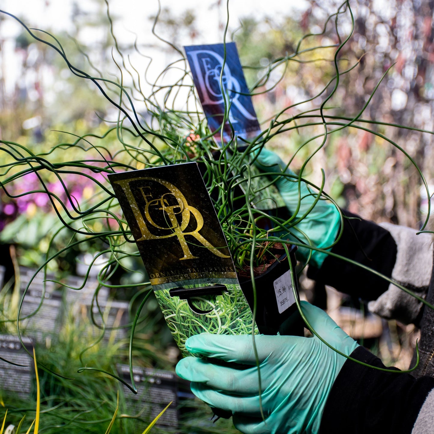 Juncus 'Spiralis' 2L