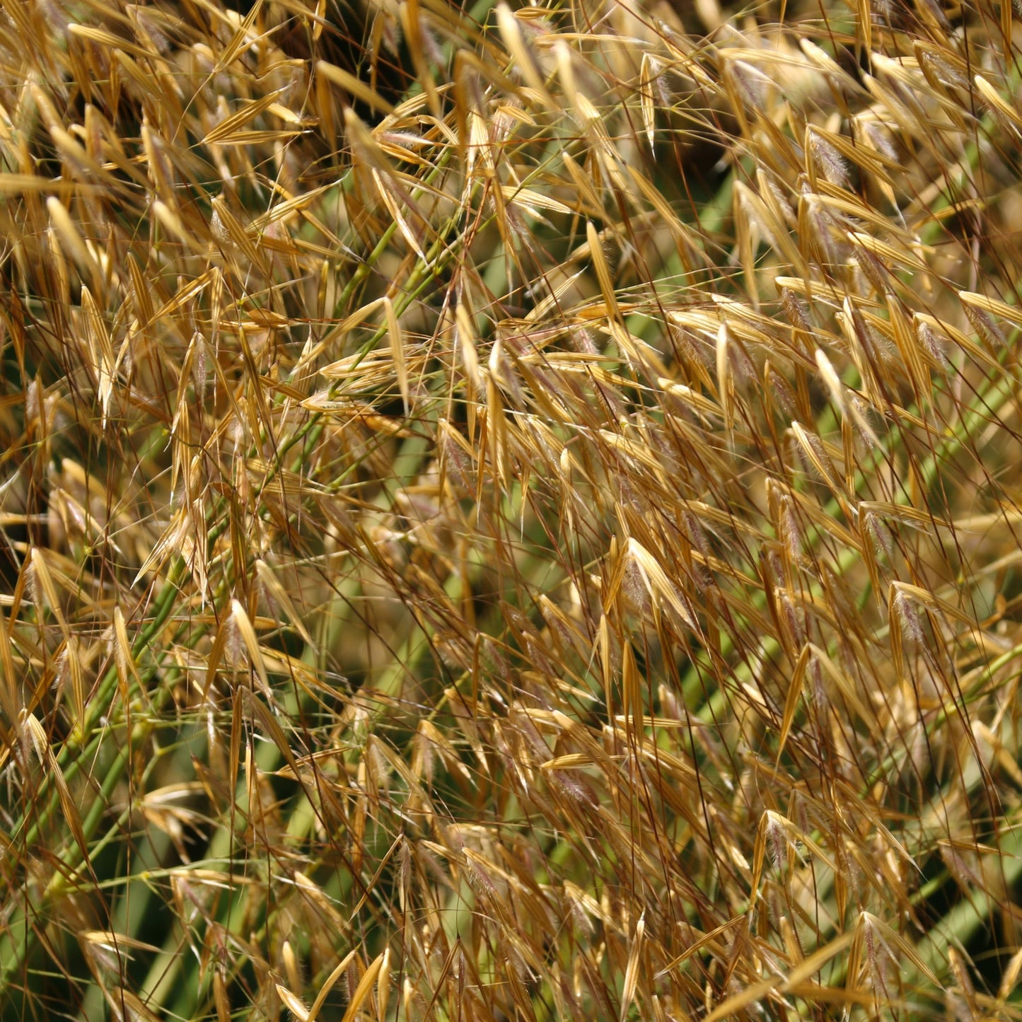 Stipa gigantea (Golden Oats) 9cm / 3L