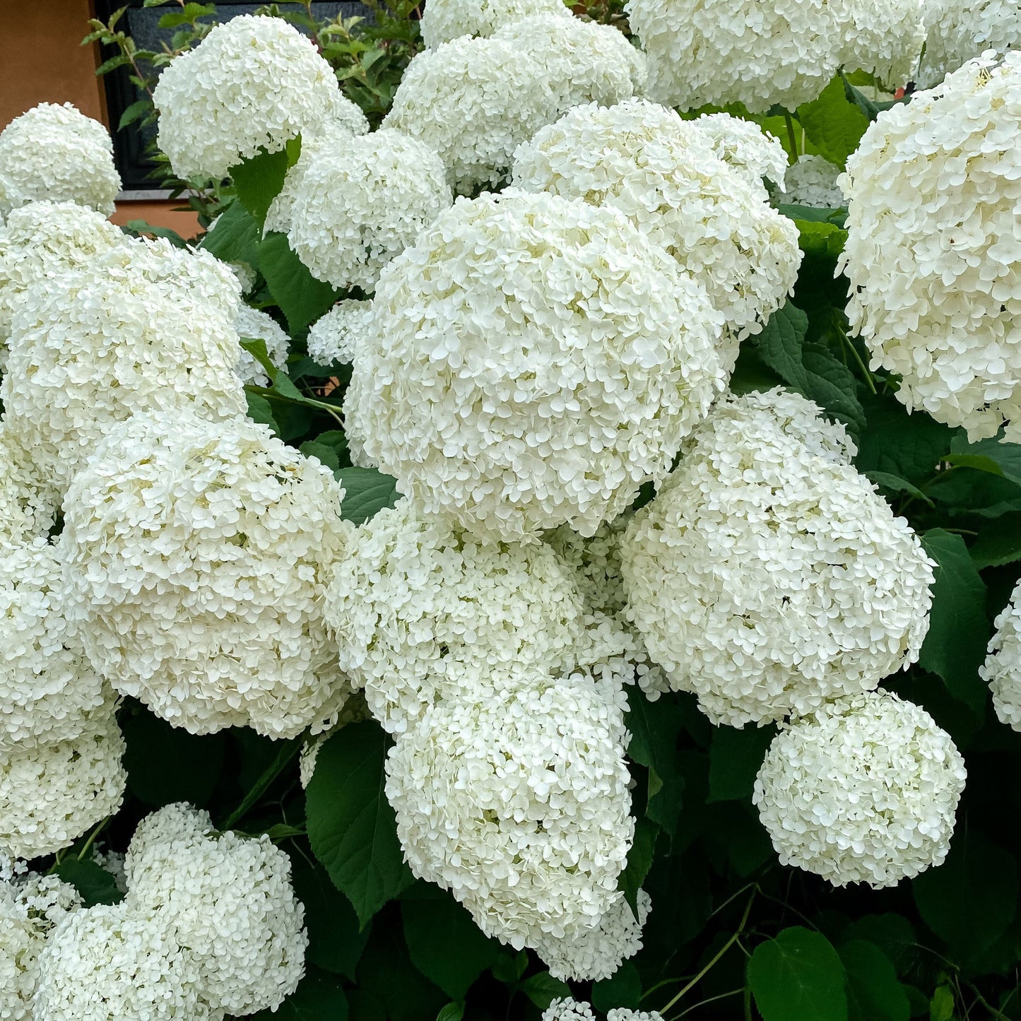 Hydrangea arborescens 'Incrediball' / 'Strong Annabelle' 3L / 5L / 7.5L / 10L / 20L / 30L