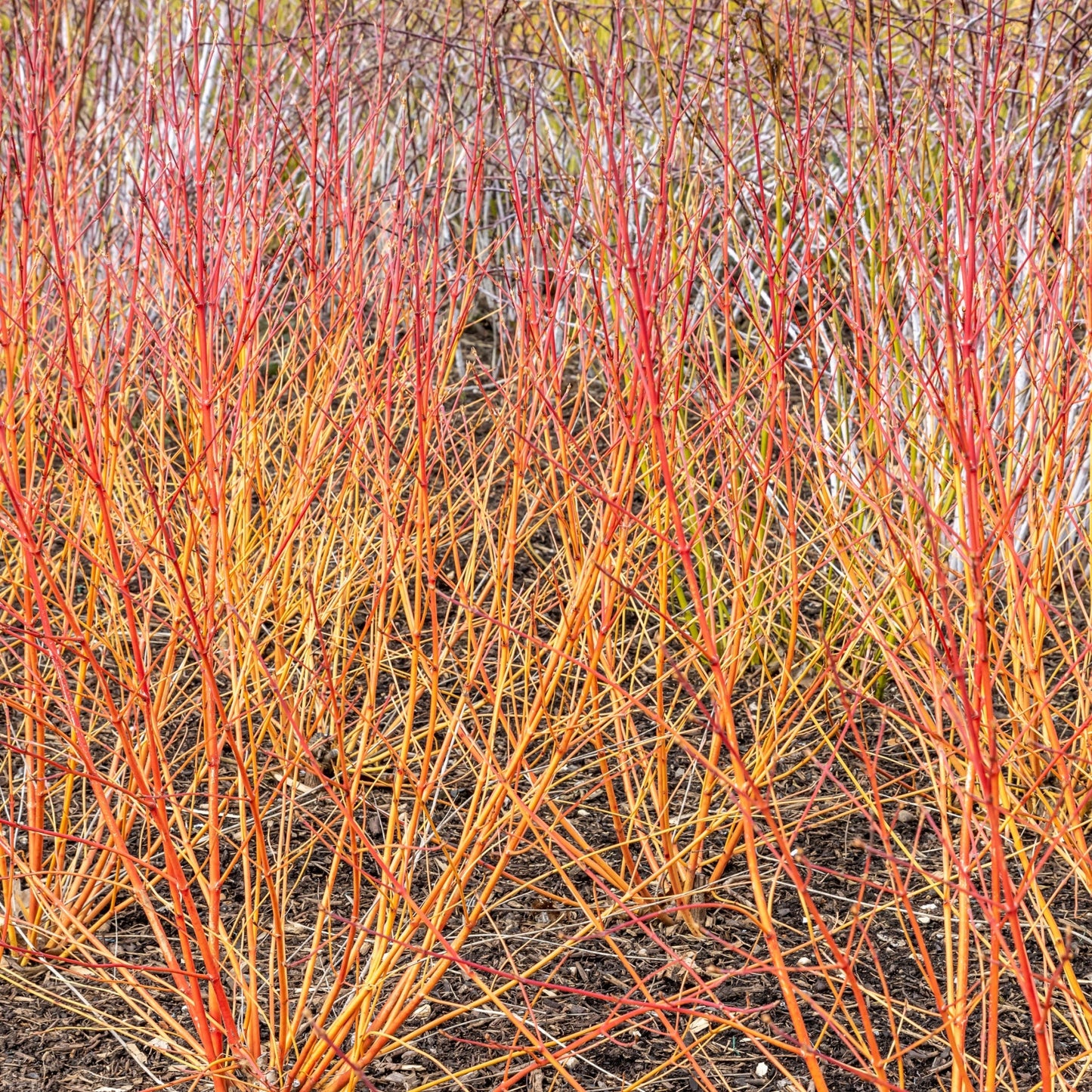 Cornus sanguinea 'Winter Beauty' 2L